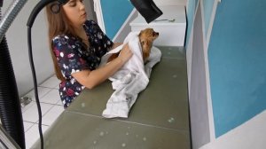Домашний уход за шерстью шпица?