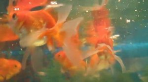 КРАСИВЫЕ ЗОЛОТЫЕ РЫБКИ