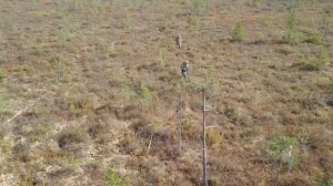 сезон охоты