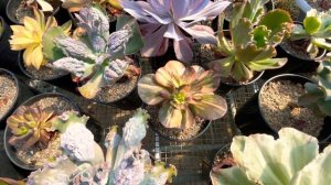 Echeveria fireball двух видов самая красная эчеверия на свете и другие суккулентов в моей коллекции