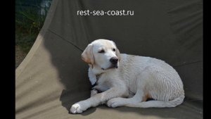 Собаки на отдыхе в Голубицкой