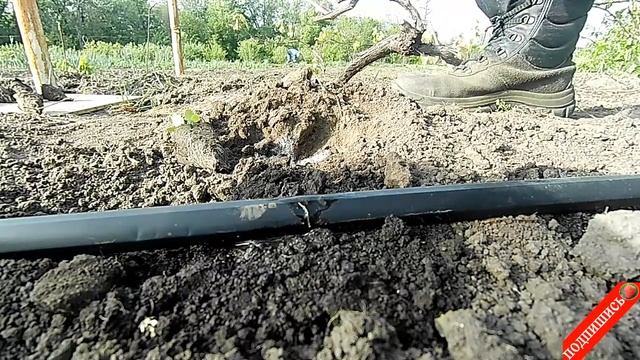 Посадка и выращивание белокочанной капусты в открытом грунте