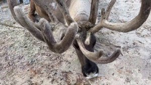 Олени в быту ханты и манси. Часть 2