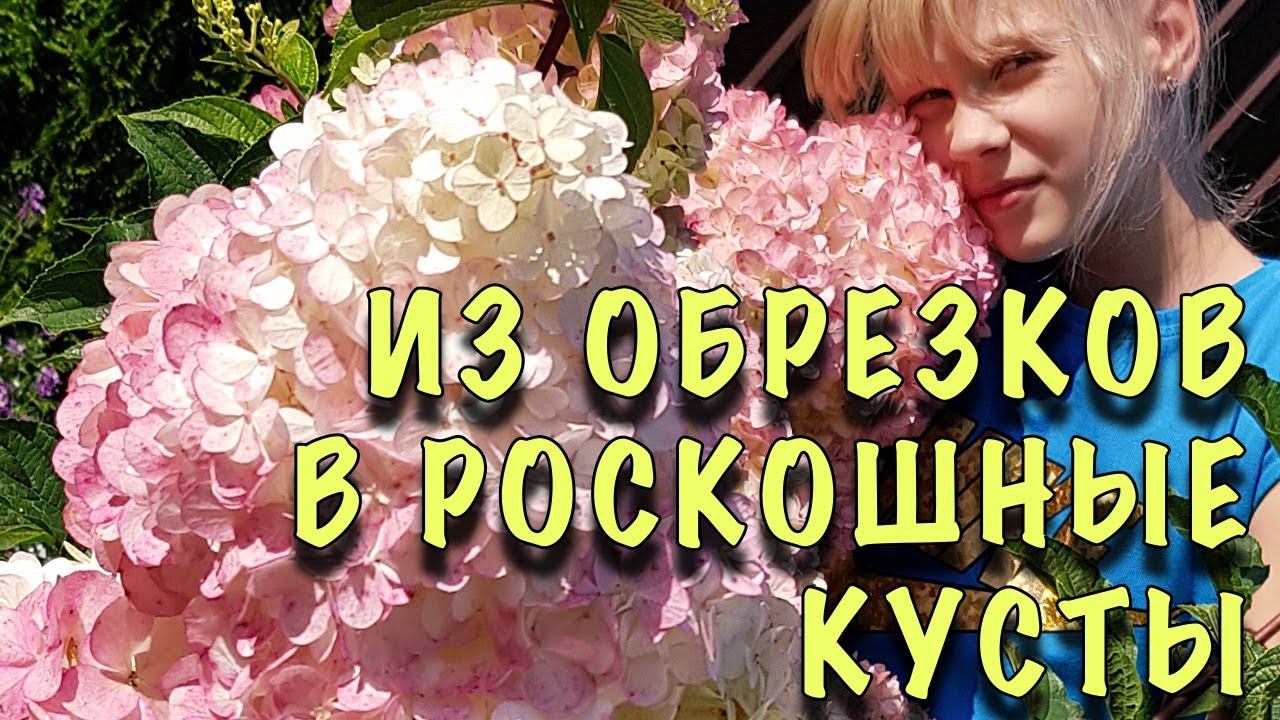 ОБРЕЗКИ ПРЕВРАТЯТСЯ В РОСКОШНЫЕ КУСТЫ. ПЕРВАЯ ВЕСЕННЯЯ подкормка ГОРТЕНЗИЙ