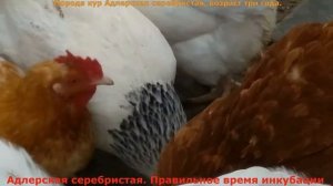 Порода кур Адлерская серебристая, правильное время инкубации