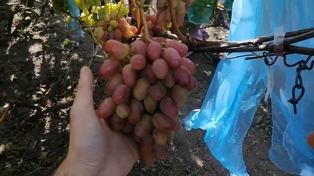 Виноград Водограй-2022 рік. смотреть онлайн