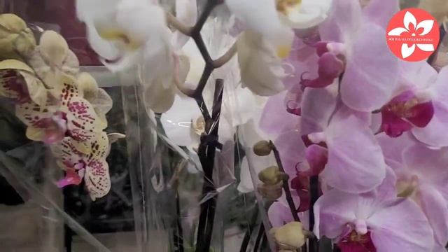 Обзор орхидей в магазине ОБИ метро ЦСКА смотреть онлайн