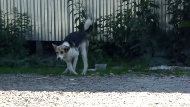 нервная чумка у собак.MPG смотреть онлайн