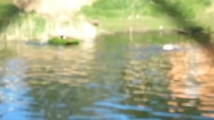 Протопоповский пруд Коломна