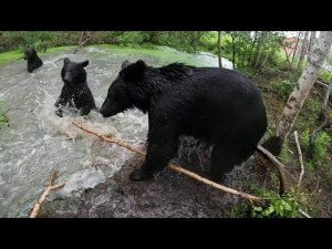 Счастливые медведи.