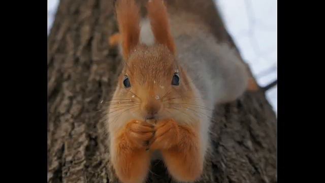 Белки Squirrel смотреть онлайн