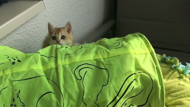 ???ЗОЛОТЫЕ КОТЯТА❤️?☀️ЗОЛОТАЯ ШИНШИЛЛА???