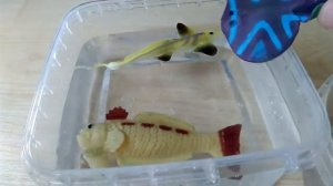 Рыбы-хамелеоны красного моря