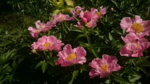 Paeonia Sugar'n Spice