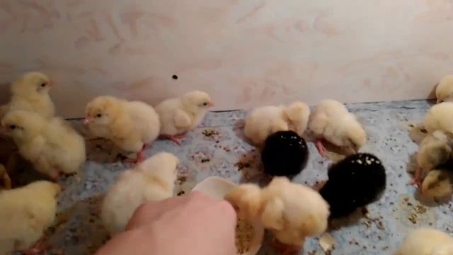 Выращивание и содержание  бройлеров КОББ 700 первые сутки  / Бройлеры Часть 1