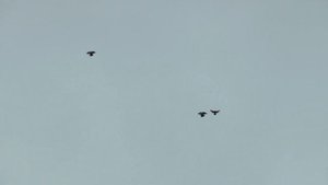 НИКОЛАЕВСКИЕ ГОЛУБИ./pigeons/ БАБОЧКА 2021(часть2)