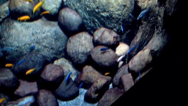 Аквариум Москвариум релакс Relax Music Japan смотреть онлайн