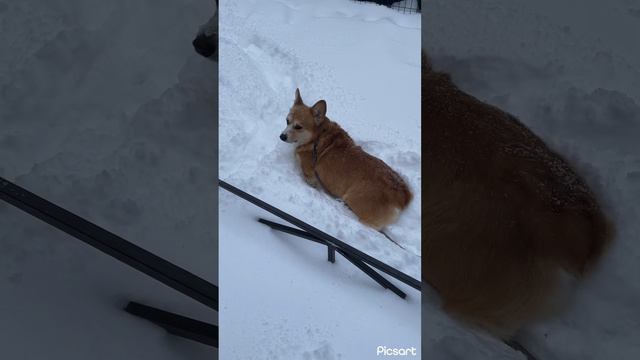 Снежные корги Яша из Питера и Мартиша ) #вельшкоргипемброк #коргисанктпетербург #флаффи #корги смотреть онлайн