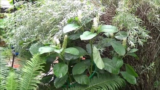 Миксбордеры в нашем саду. смотреть онлайн