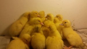 Инкубация индоутиных яиц / 37 день инкубации!/ ЧАСТЬ 2