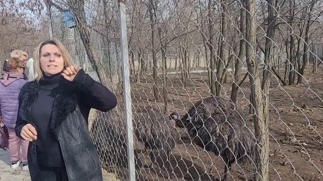 Страусы Эму. смотреть онлайн