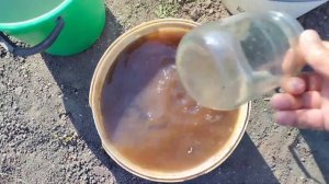Подкормка винограда для хорошего урожая.