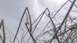 Весенняя охота в Якутии на уток и гусей