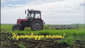 Боремся с падалицей ячменя на пахоте.