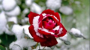 "Осенняя роза" А.А. Фет