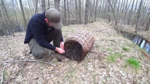 Сделал запруду. Поставил ловушки верши. Зарыблил пруд вьюнами.