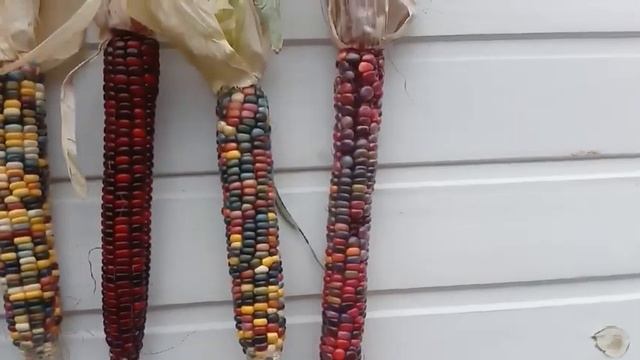 Цветная кукуруза. Урал смотреть онлайн