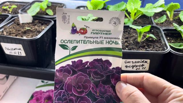 Примула из семян , ответ на вопрос . смотреть онлайн