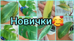 1Новые #растения с #Авито ?Хотелки-мечталки?Ароидные #покупки #филодендрон #монстера #цветы #сорт