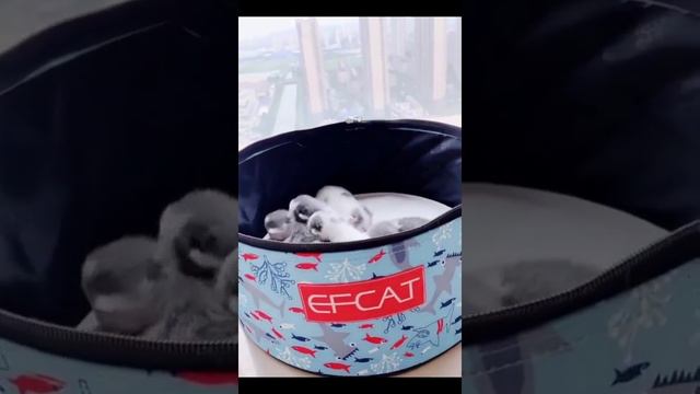 Portable Air Box Dog Cat Bag Car Dog Transport Bag Cat Waterproof Basket Carrier смотреть онлайн