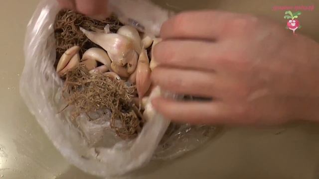 Подготовка чеснока к посадке #urozhainye_gryadki смотреть онлайн