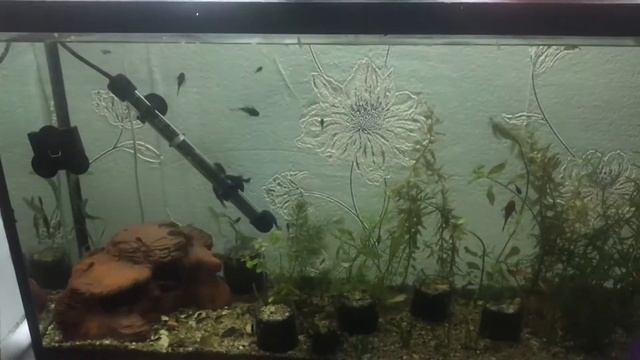 Лечим анциструсов:часть1 смотреть онлайн