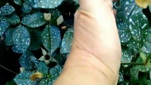 12 октября! Пора отдыхать а они все цветут! Неутомимые розы!