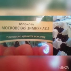 Посев моркови в апреле.