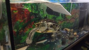 Черепаха на авито