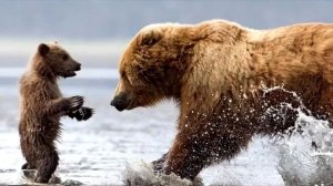 Мужчина спас медвежонка. Вы не поверите, как медведица его отблагодарила!