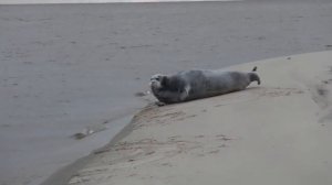 Морской заяц - Лахтак в дикой природе.