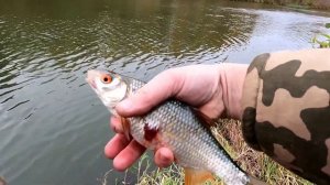 Рыбалка у дома на поплавок в октябре!Первый раз ловлю на такую наживку!