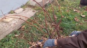 Обрезка винограда.Готовим черенки...Смотреть до конца...