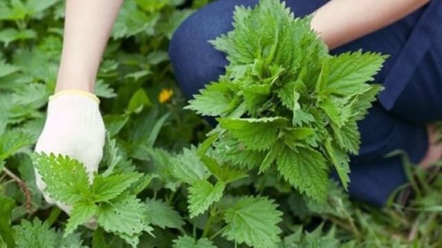 Можно ли давать кроликам крапиву смотреть онлайн