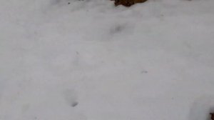 Рыбалка на воблеры зимой