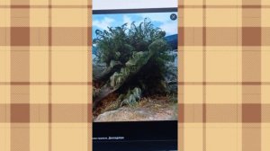 ?️?Остров пауков,Айтолико??️