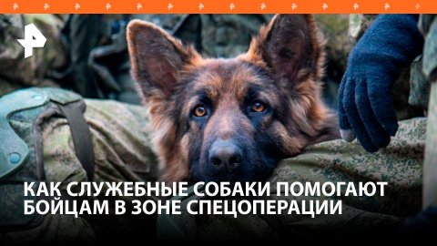 Служебные собаки, рискуя жизнью, помогают бойцам ВС РФ в зоне спецоперации / РЕН Новости