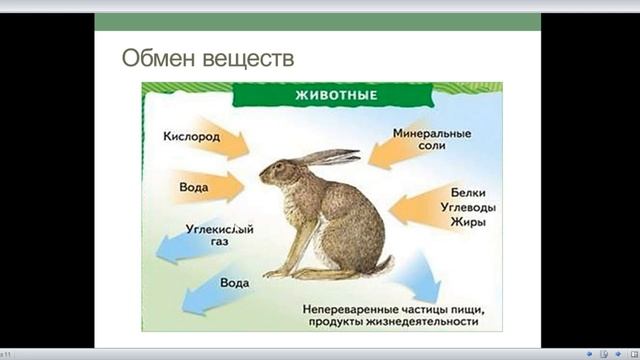 Эволюция пищеварительной и кровеносной системы у животных