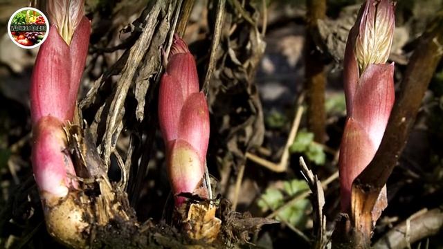 Уход за пионами осенью, как подготовить растение к зимовке! смотреть онлайн