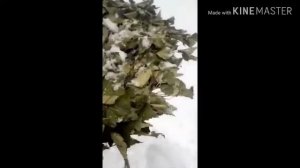 БАННЫЕ ВЕНИКИ ХРАНЕНИЯ ПОСЛЕ ИЗПОЛЬЗОВАНИЯ.